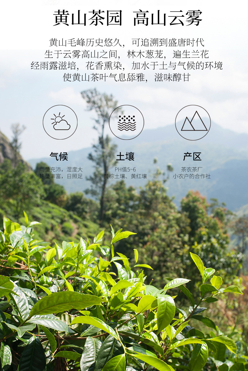 2019新茶上市 新安源 毛峰 一级 简易礼盒 400g