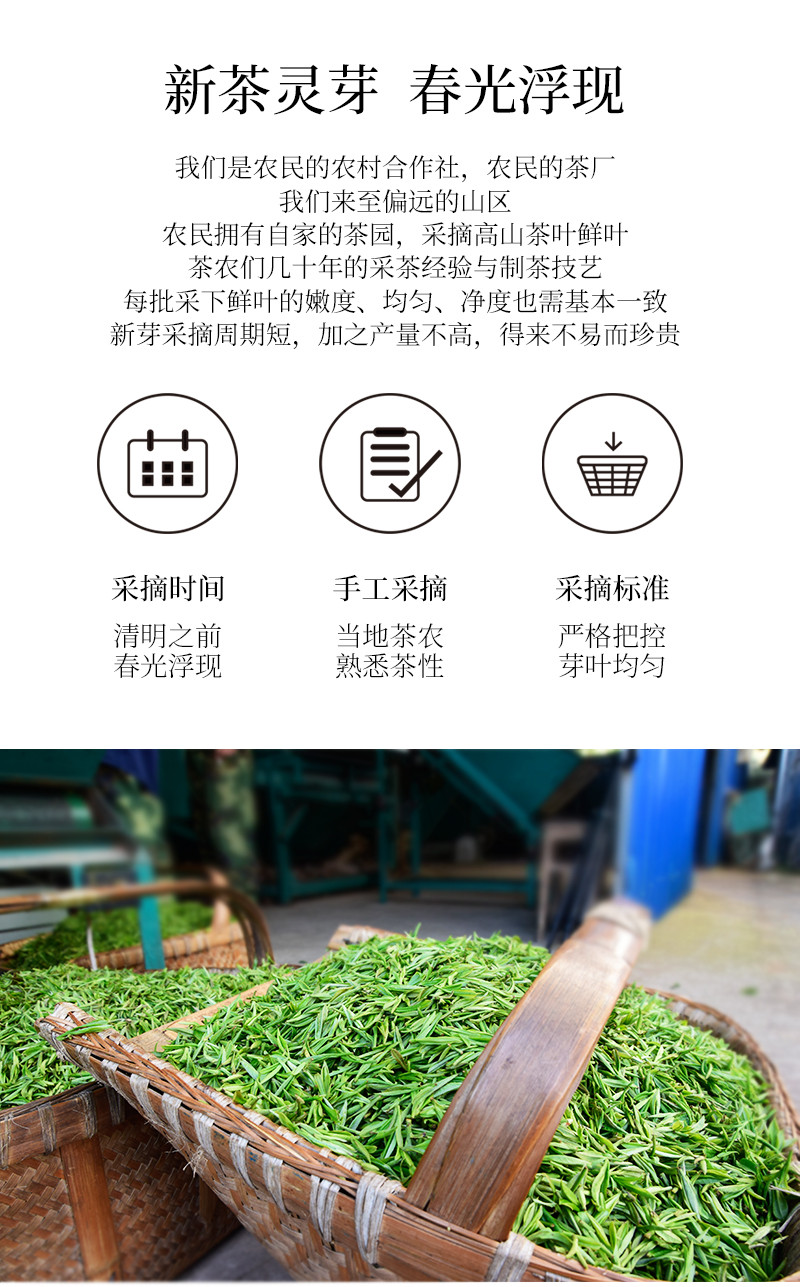 2019新茶上市 新安源 毛峰 一级 简易礼盒 400g