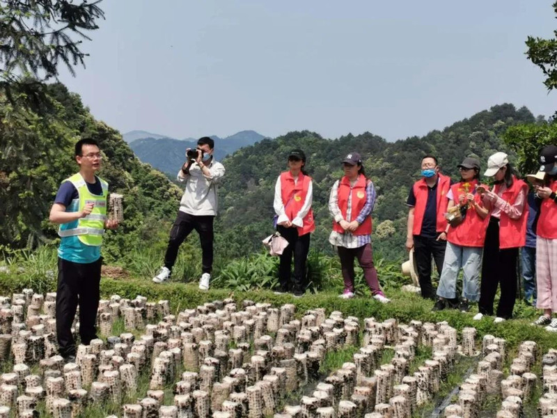 三江县农村电商扶贫项目：曲村高山云雾山泉富硒云耳