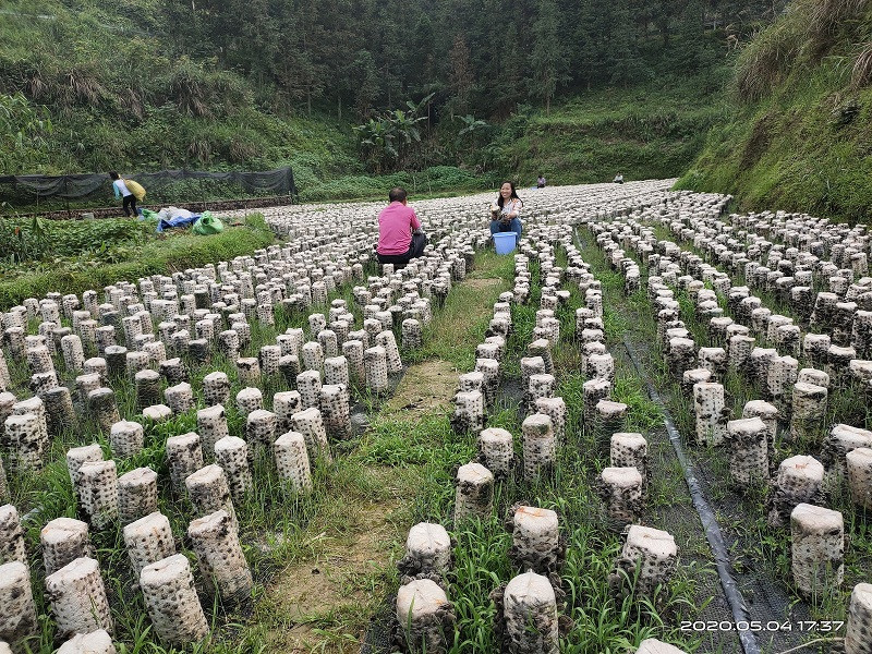 三江县农村电商扶贫项目：曲村高山云雾山泉富硒云耳