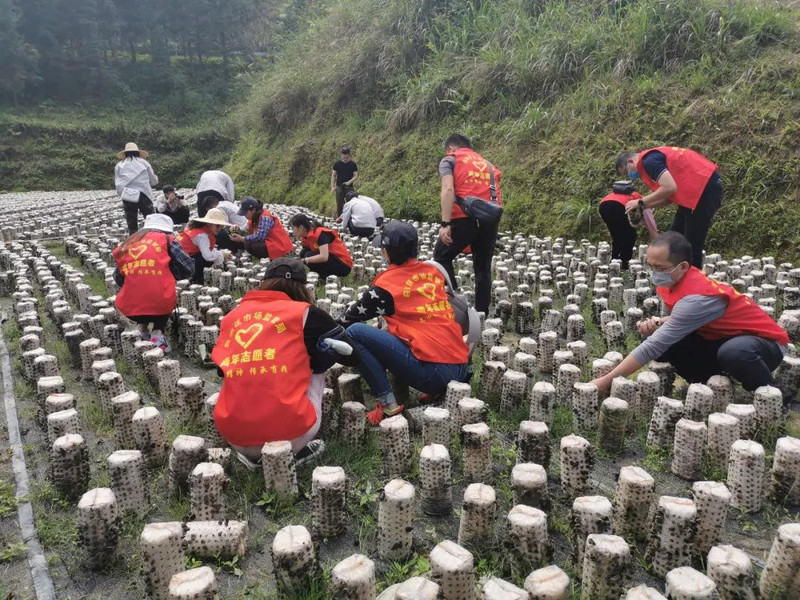 三江县农村电商扶贫项目：曲村高山云雾山泉富硒云耳