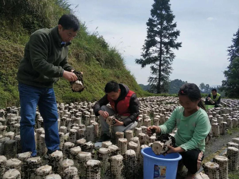 三江县农村电商扶贫项目：曲村高山云雾山泉富硒云耳