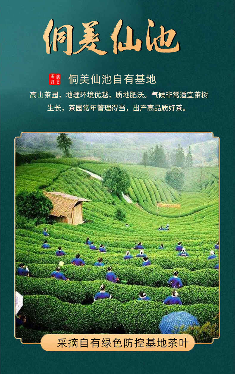 侗美仙池 三江（仙池）侗美仙池广西三江绿茶125g豆香型2024新茶