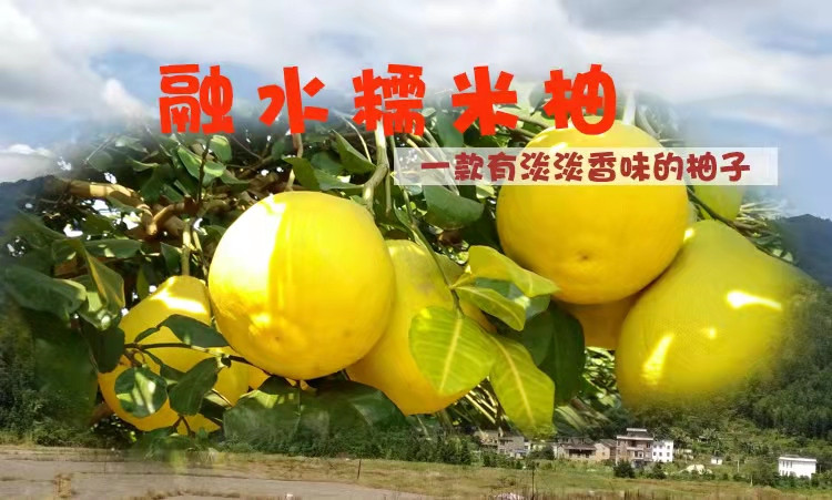 【促销】广西融水檽米柚2个装