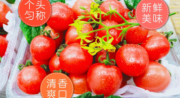 零点先到家 陕西大荔新鲜包邮圣女果水果小番茄西红柿（2公斤装）