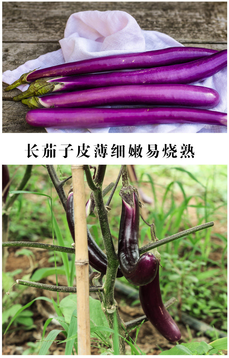 新鲜蔬菜长茄子应季蔬菜农产品500g