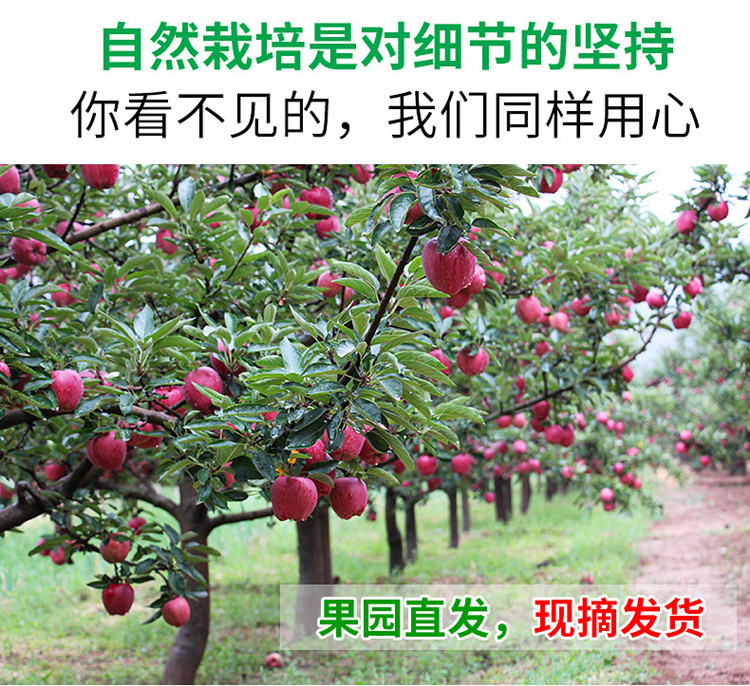 【原产地直邮】甘肃天水花牛苹果新鲜水果红蛇果75-80mm10斤包邮