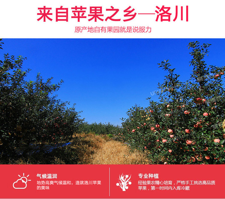 【原产地直邮】 陕西洛川红富士苹果75-80mm10斤装包邮