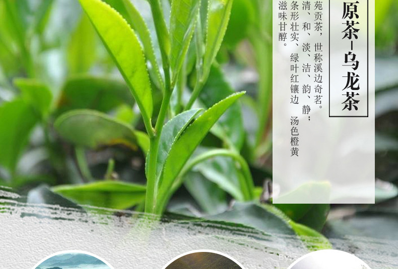 凤凰原茶乌龙茶30g袋泡茶装