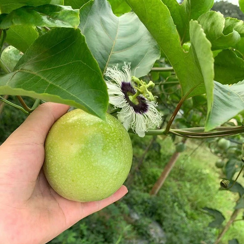 邮鲜生 广西钦蜜9号黄金百香果十万大山上思县精选中大果