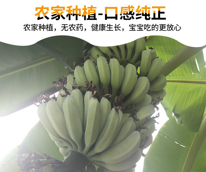 农家种植口味纯正 新鲜香蕉小米蕉5斤装，2份实发9斤（正常发货，时效较慢）