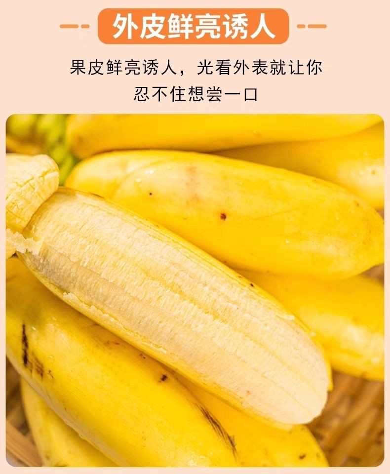亿荟源 小米蕉新鲜时令应季新鲜水果产地直发香蕉
