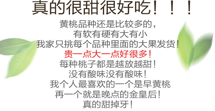 亿荟源 蒙阴金皇后黄桃脆甜黄毛桃子现摘现发原产地直发孕妇水果超甜