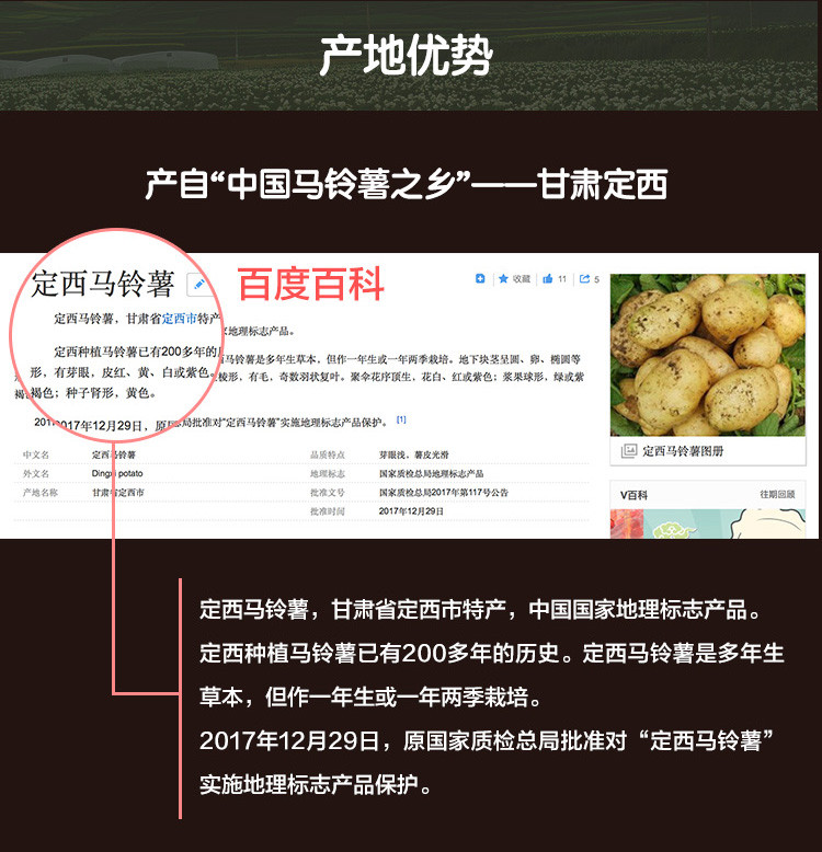 正宗甘肃定西土豆粉条纯手工马铃薯宽粉韭叶粉圆小细火锅食材干粉