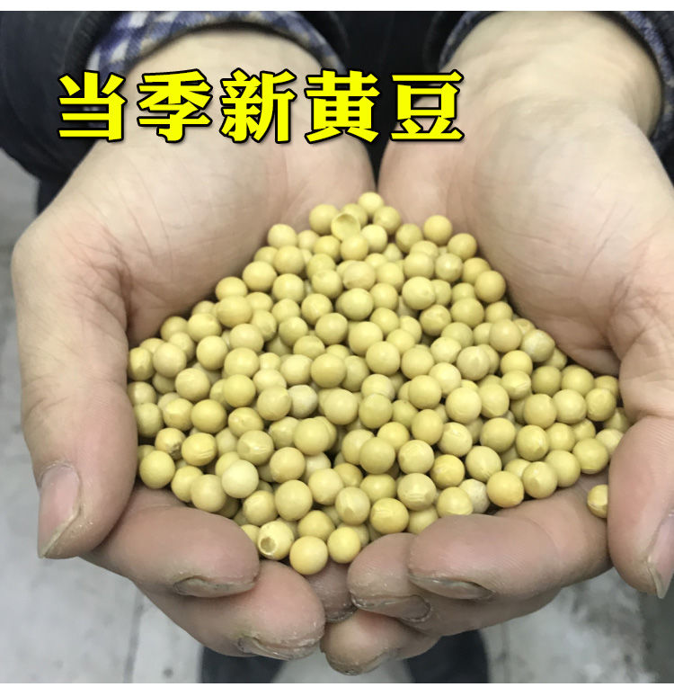  新鲜东北笨土黄豆2斤散装农家非转基因大豆子豆浆生豆芽小粒5斤