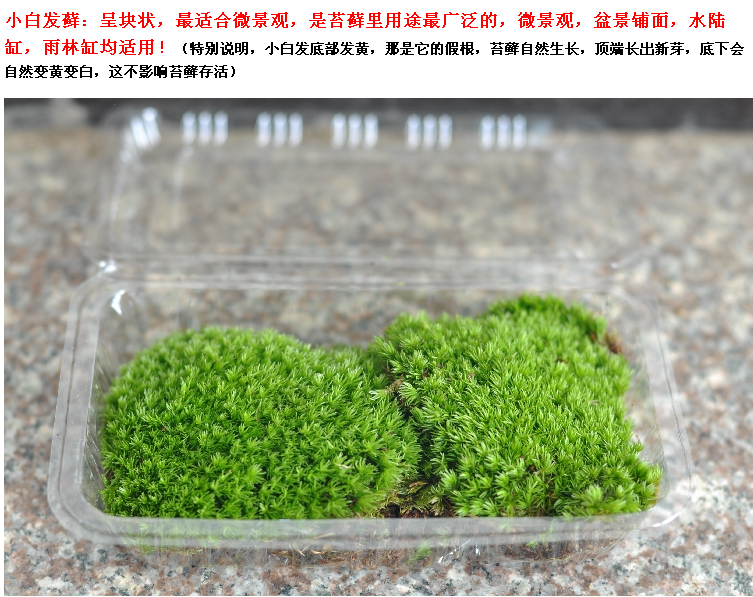  养殖朵朵藓3盒装小白发苔藓盆景铺面枯木假山雨林缸水陆缸diy植物