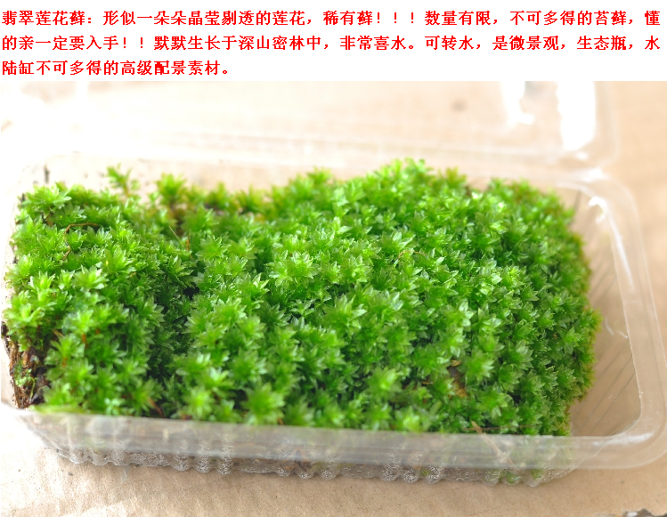  养殖朵朵藓3盒装小白发苔藓盆景铺面枯木假山雨林缸水陆缸diy植物