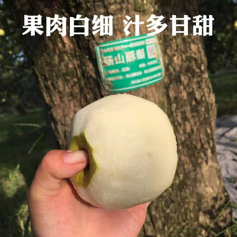 砀山酥梨百年梨树现摘酥梨雪梨新鲜梨子水果砀山梨香梨带箱5/10斤