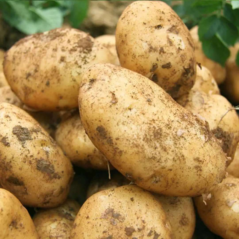  2021土豆5斤/10斤装马铃薯洋芋黄心土豆精品蔬菜土豆批发