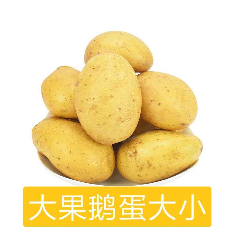  2021土豆5斤/10斤装马铃薯洋芋黄心土豆精品蔬菜土豆批发