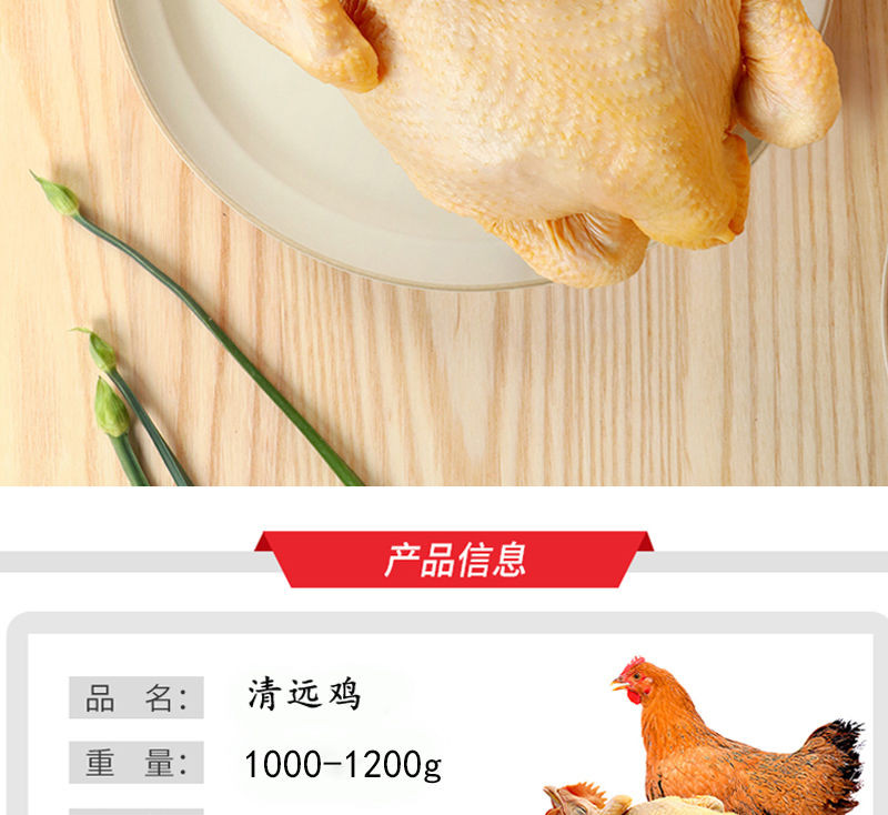 【清远黄油鸡】正宗温氏清远鸡高品质散养鸡老母鸡花胶猪肚火锅鸡
