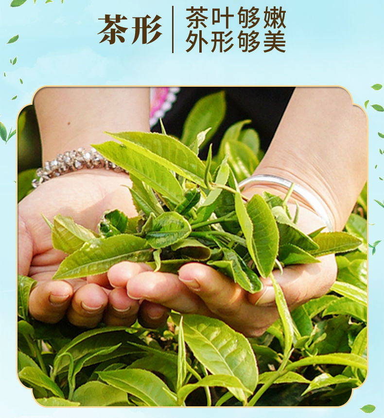 云南绿茶 2021新茶叶手工普洱茶明前春茶高档碧螺春批发价