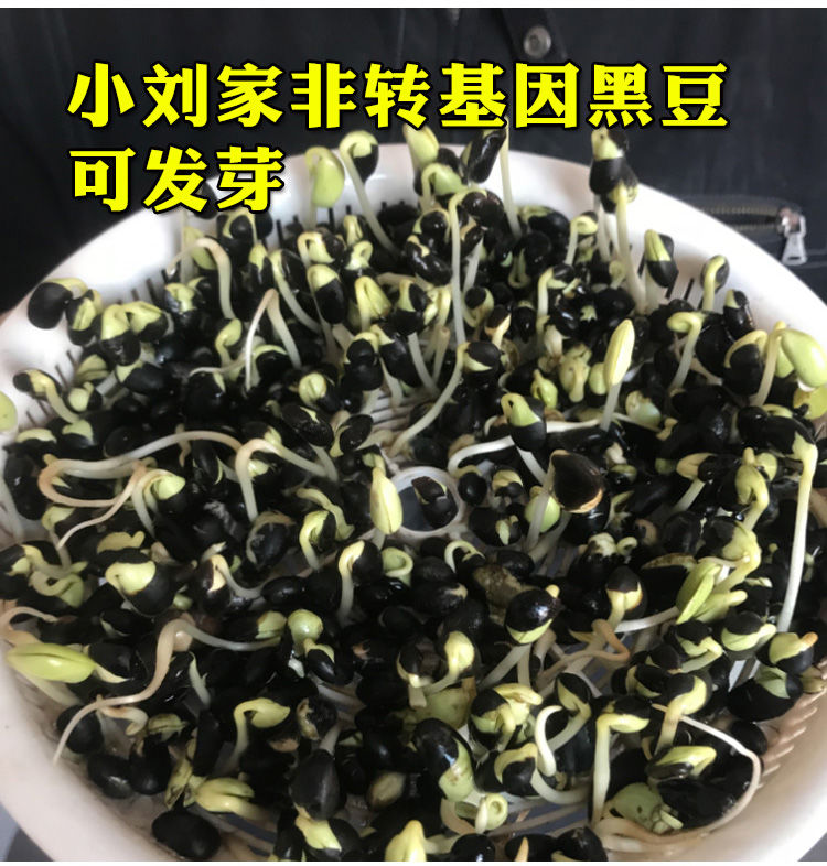 【东北绿心黄芯生小黑豆】农家豆子类非转基因豆浆发芽黑小豆五谷杂粮