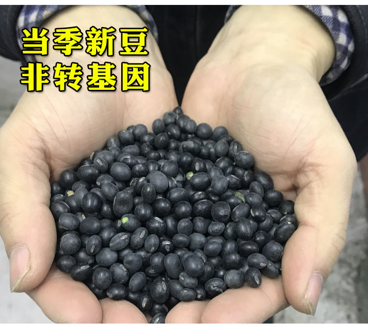 【东北绿心黄芯生小黑豆】农家豆子类非转基因豆浆发芽黑小豆五谷杂粮