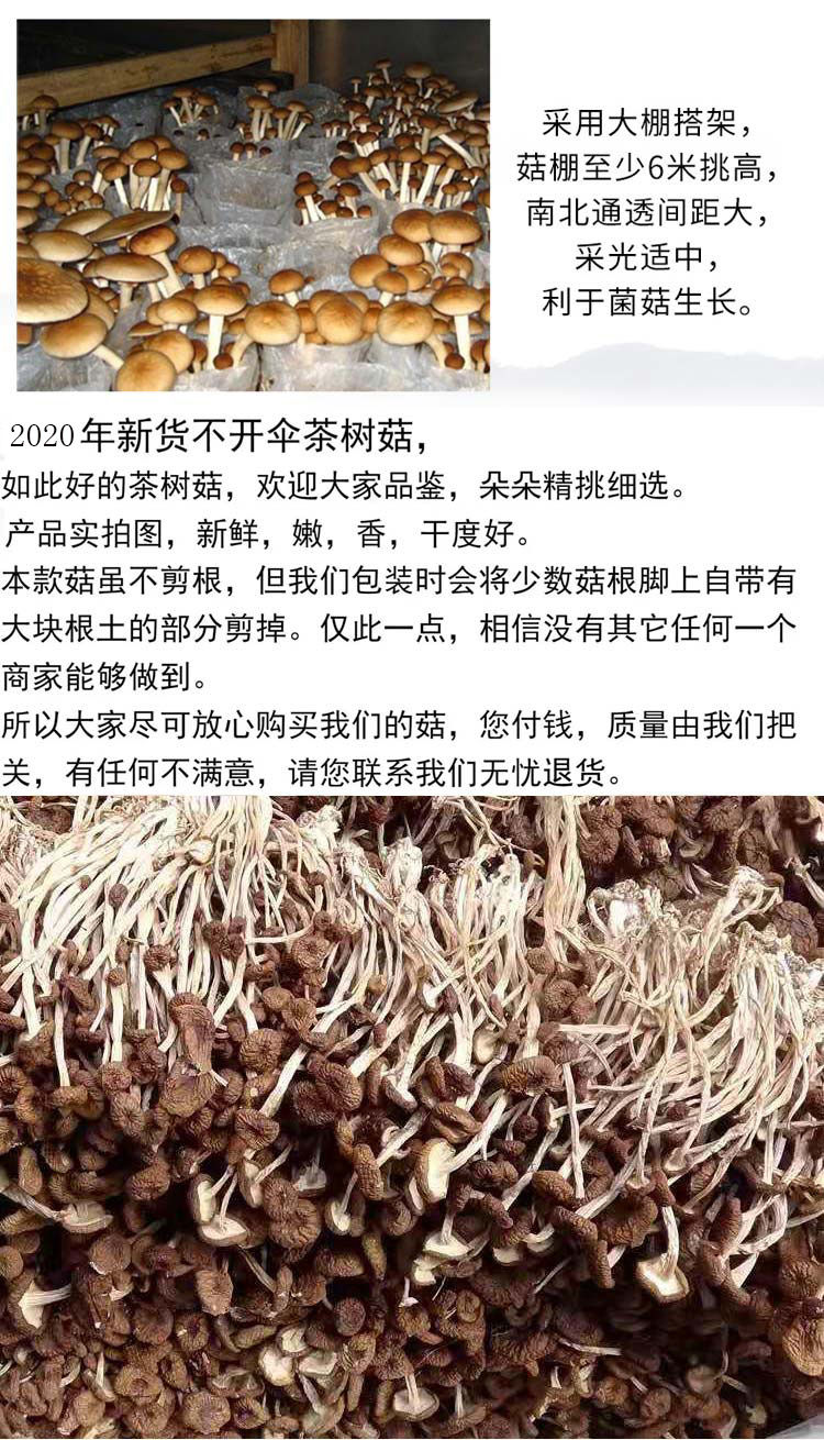  古田茶树菇农家特产干货特级不开伞茶树菇无硫2020年新货50g250g