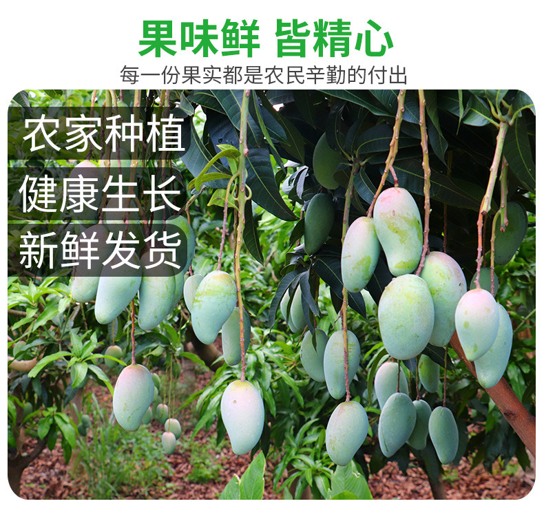 【领券减5元】金煌芒5斤 甜心芒果热带水果芒果当季水果水仙芒