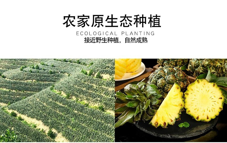 【领劵立减10元】云南 香水菠萝4个装 5斤 新鲜水果 当季现摘小菠萝