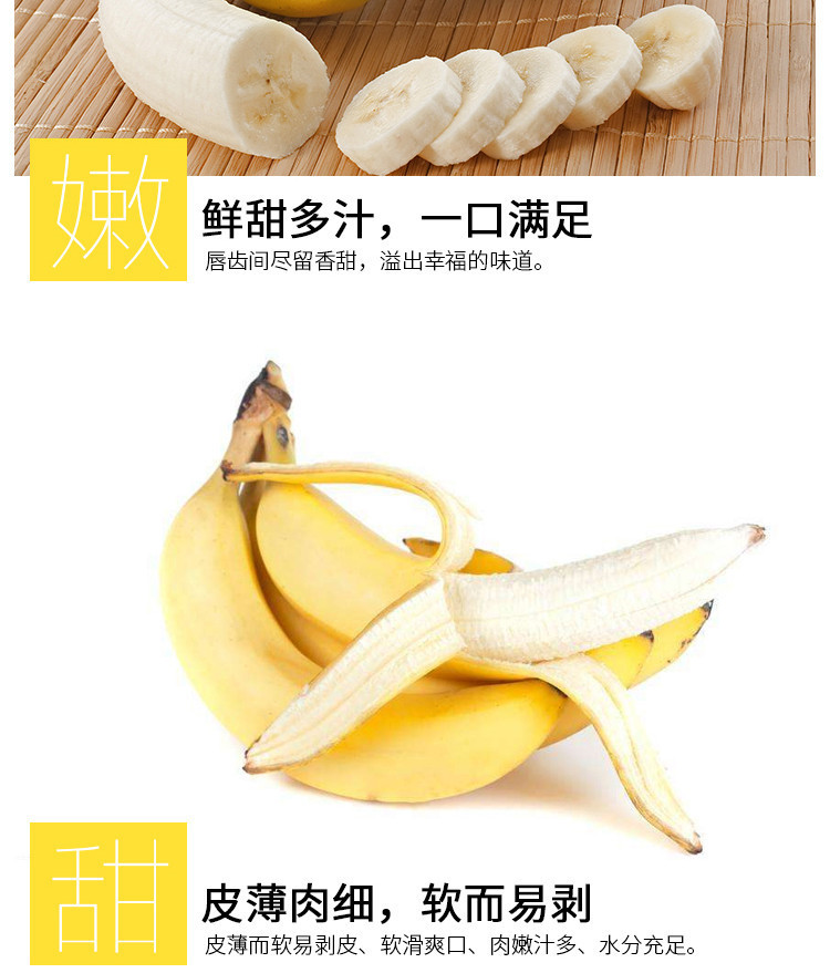 优野滋 漳州新鲜天宝香蕉5斤装 约15-25根 需要催熟