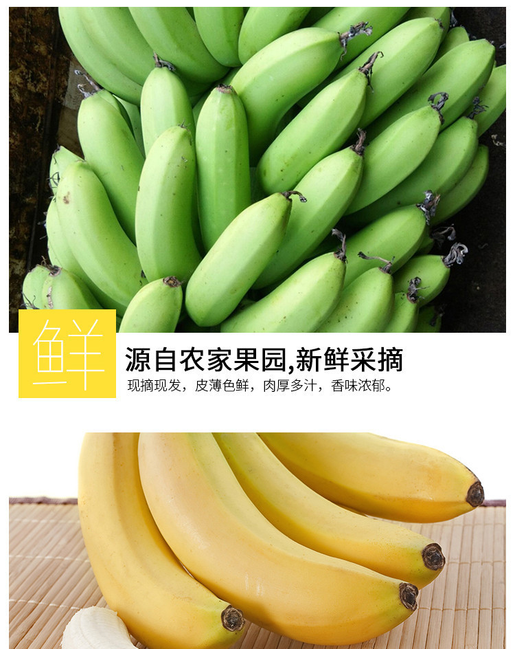 优野滋 漳州新鲜天宝香蕉5斤装 约15-25根 需要催熟