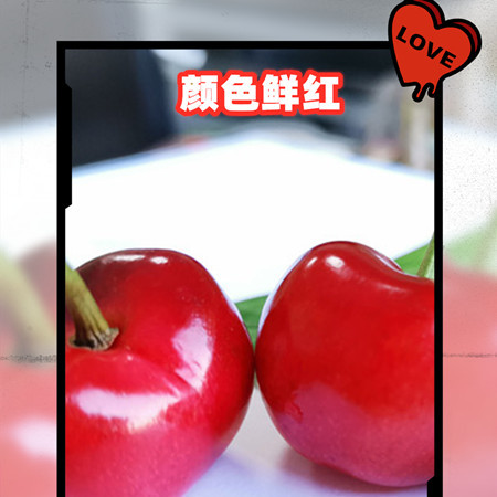 【预售】山东大樱桃美早萨米脱樱桃精品大果头茬现摘现发2.5斤/4.5斤装