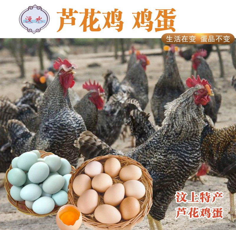 【山东直播特惠】汶上芦花鸡鸡蛋30枚 包邮 可以拎的蛋黄 农家自产