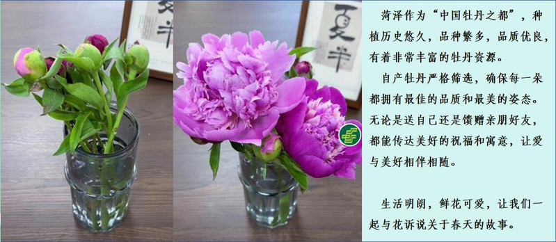 农家自产 菏泽牡丹芍药鲜切花 与花诉说关于春天的故事