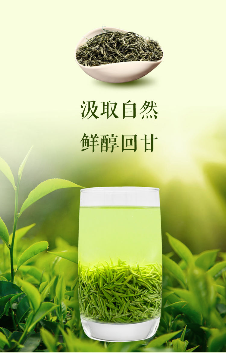 2021新茶 毛尖茶叶绿茶信阳春茶毛尖茶叶茶嫩芽浓香型耐泡茶250g