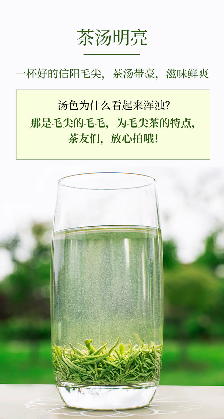 2021新茶 毛尖茶叶绿茶信阳春茶毛尖茶叶茶嫩芽浓香型耐泡茶250g