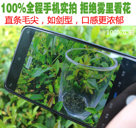 毛尖茶2020新茶信阳绿茶茶叶高山云雾嫩芽手工茶浓香型125g-500g