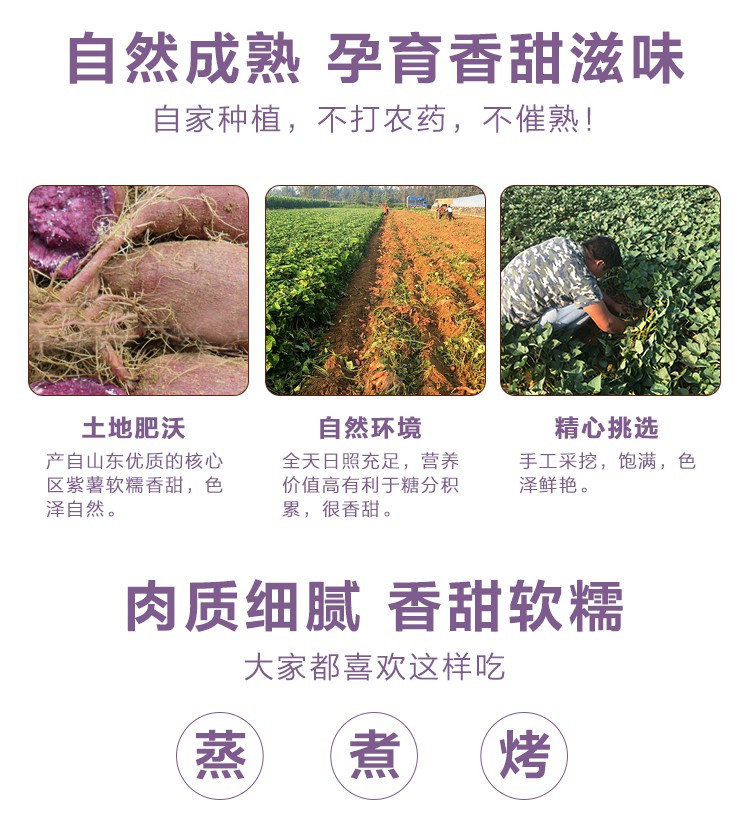 【限时抢购，现挖现发】山东紫罗兰紫薯 新鲜地瓜软糯蜜山芋现挖小番薯紫心红薯蔬菜有滋有菋包邮