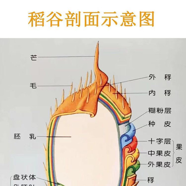 【下单领券减6元】湖北洈水大米5斤装 软韧儿童辅食新米有机大米非稻花香非进口宝宝粥米五常大米