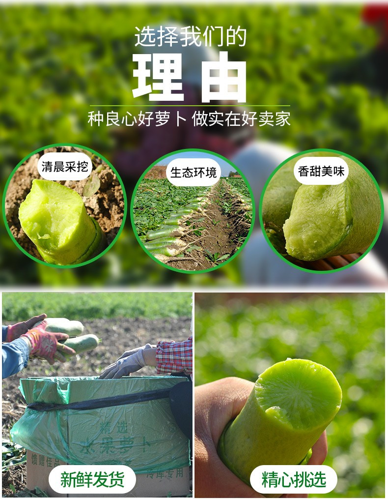 【第二份半价】有滋有菋水果青萝卜5斤5-7个装 新鲜非沙窝胡萝卜补充维生素现摘现发蔬菜包邮