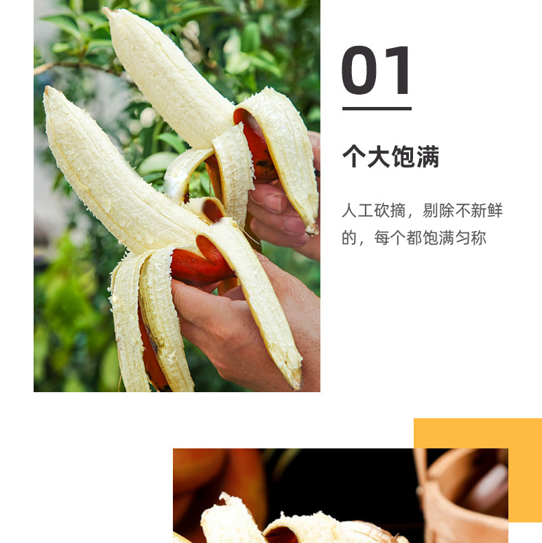 【48小时现摘发货】广西红香蕉5斤装 新鲜红皮芭蕉17-21个水果甜香焦美人蕉有滋有菋包邮