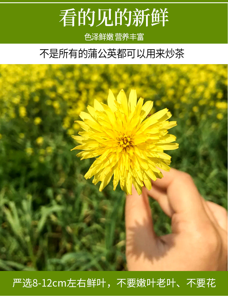 【买2件=发3罐】薄公英50g 长白山蒲公英叶茶 天然特级花草茶叶