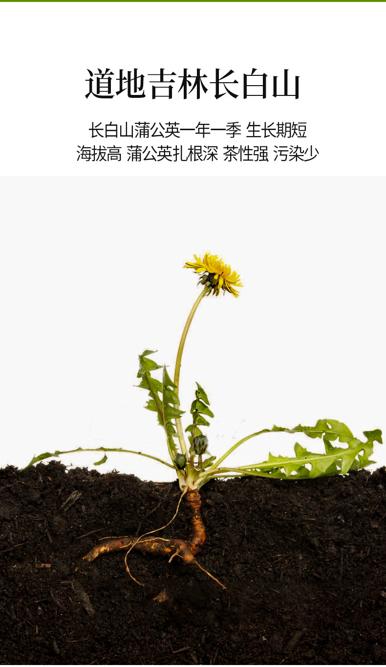 【买2件=发3罐】薄公英50g 长白山蒲公英叶茶 天然特级花草茶叶