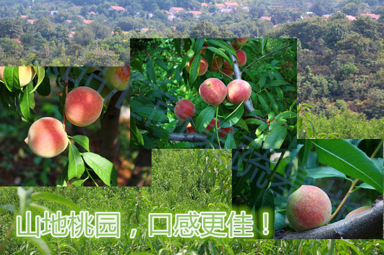 正宗山东青州蜜桃1/3/5斤当季桃子冬雪蜜桃脆小毛桃水果新鲜现摘