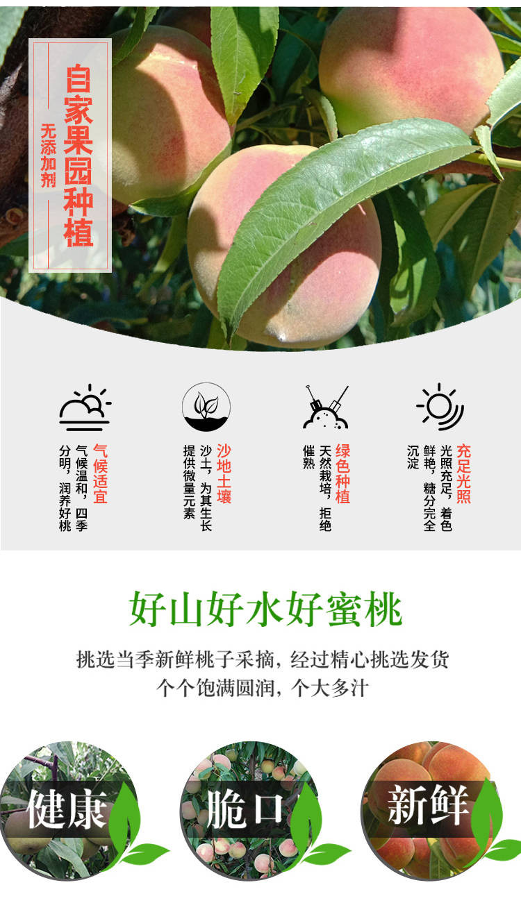  沂蒙山冬桃 新鲜水果 1/3/5斤 当季桃子 蜜桃 脆桃 毛桃