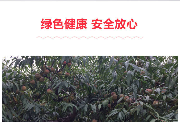 顺丰包邮青州蜜桃新鲜水果桃子离核冬雪蜜桃山东特产毛桃冬桃脆桃