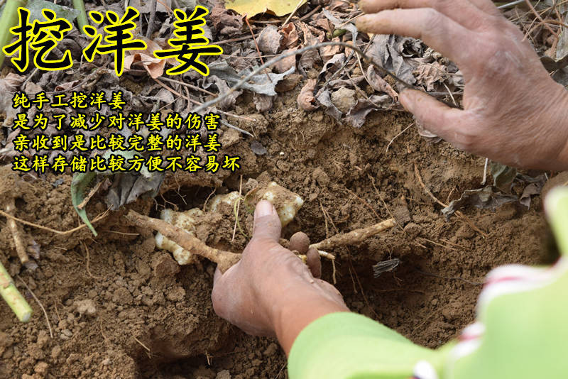 【特惠5斤】【坏果包赔】2019洋姜新鲜野生洋姜鬼子姜菊芋 5斤装