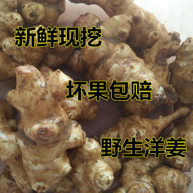 【新鲜现挖】现挖洋姜新鲜野生鬼子姜不辣地姜菊芋坏果包赔5-10斤带泥发货